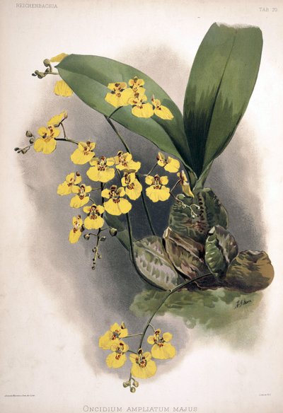 Rossioglossum ampliatum as syn.: Oncidium ampliatum var. majus by London H. Sotheran and Co.